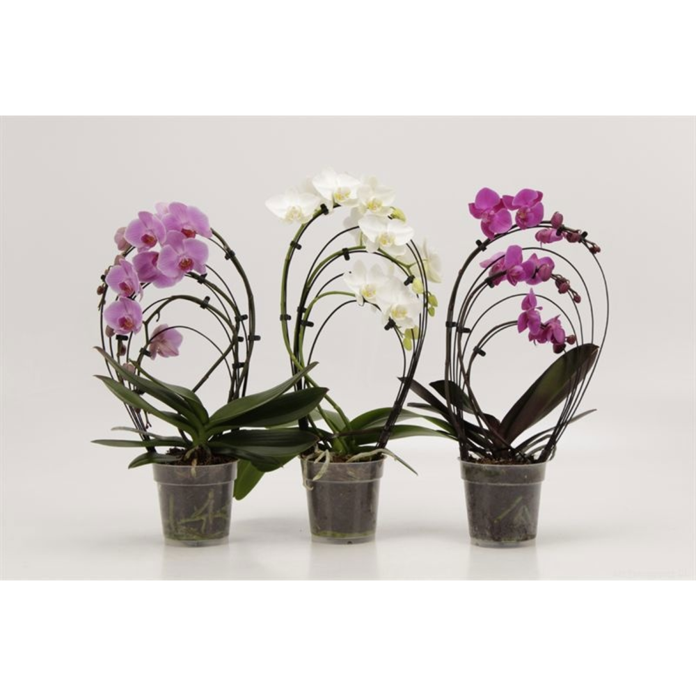 Phalaenopsis overig Rainbow gemengd.