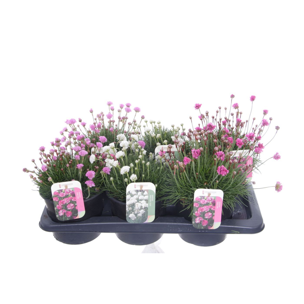 Armeria maritima mix.