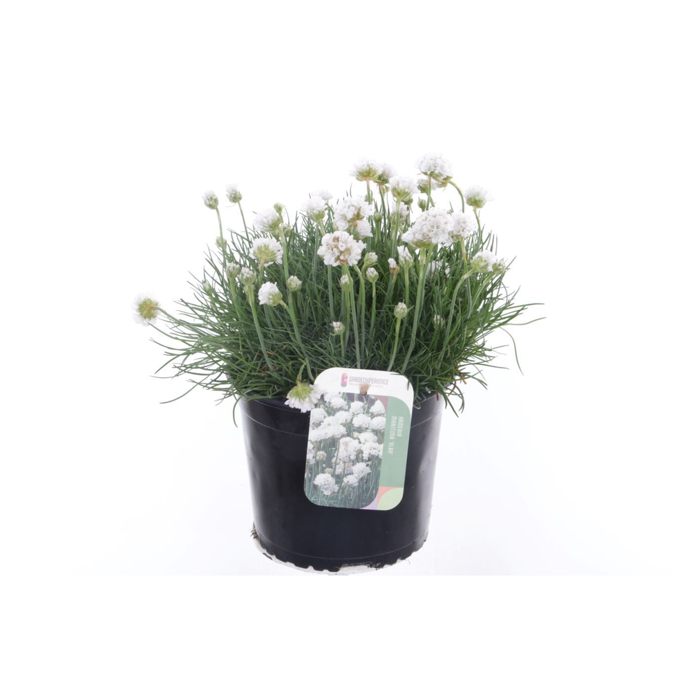 Armeria maritima Alba.