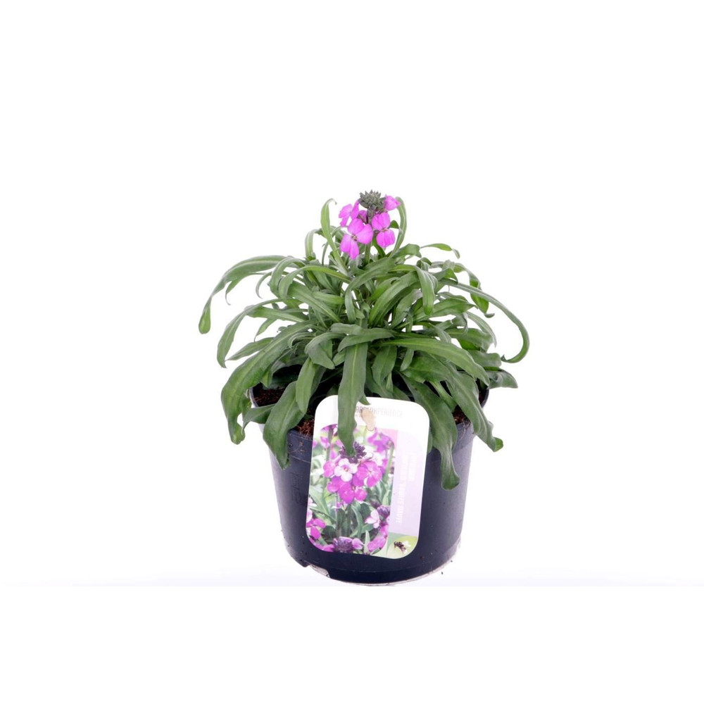 Erysimum lin. Bowles Mauve.