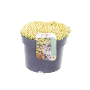 Sedum acre Yellow Queen.