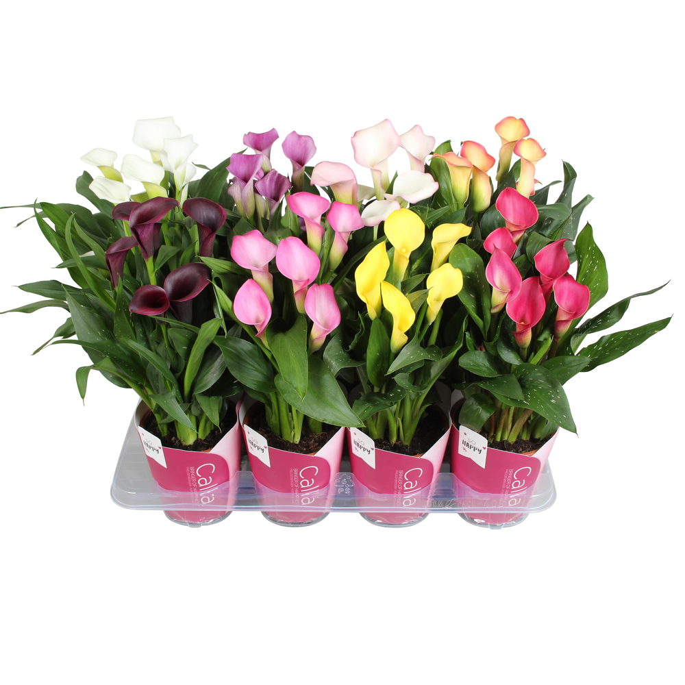 Zantedeschia gemengd SoHappyCalla mix met roze pot.