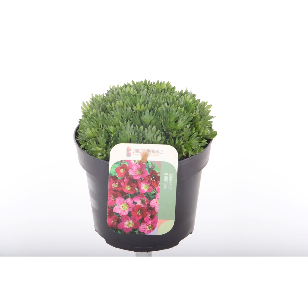 Saxifraga Pixi Pan Red.