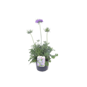 Scabiosa columbaria Butterfly Blue.