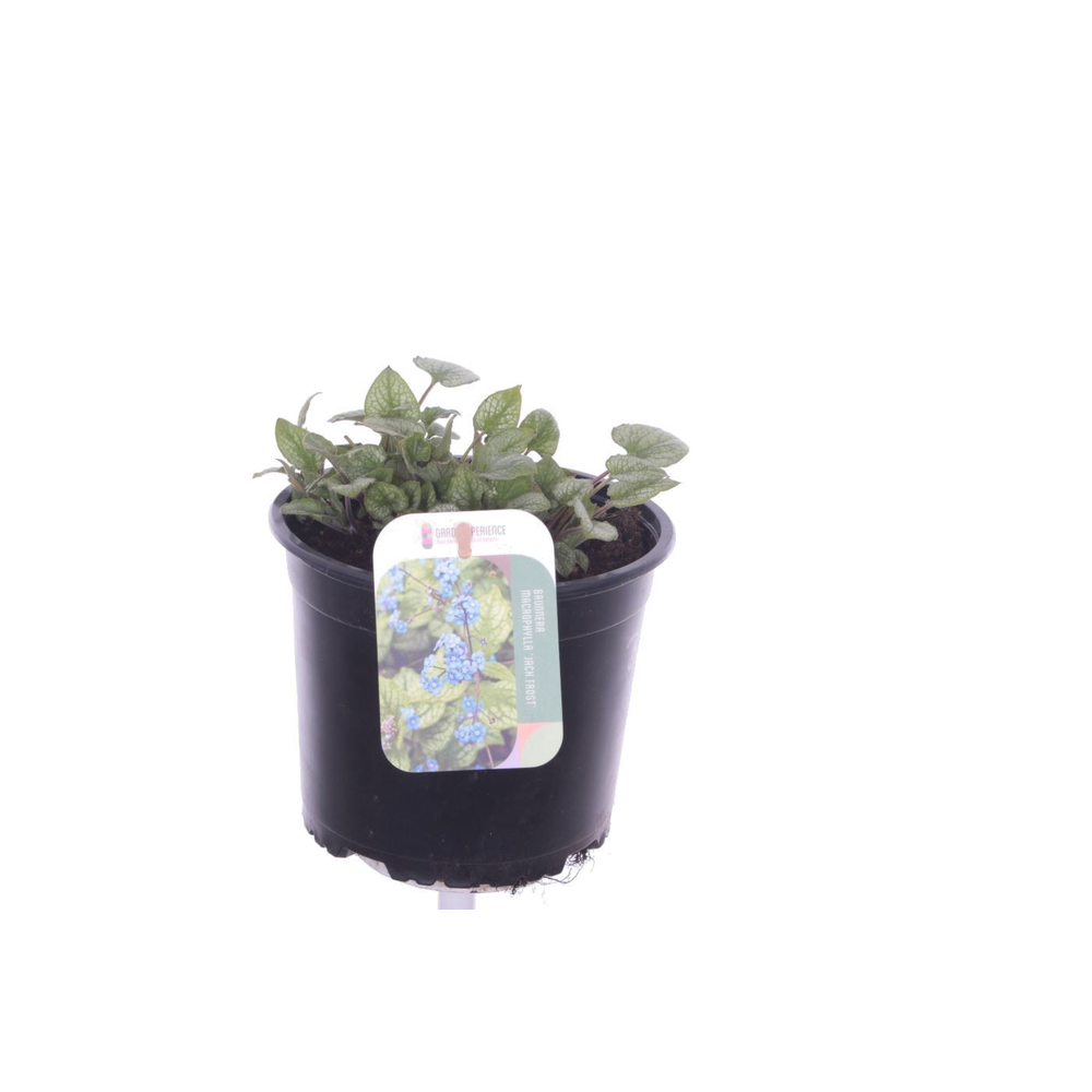 Brunnera macrophylla.