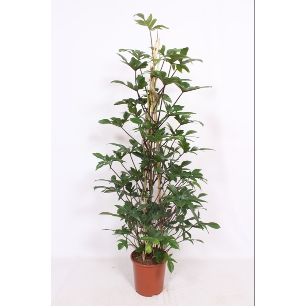 Philodendron pedatum.