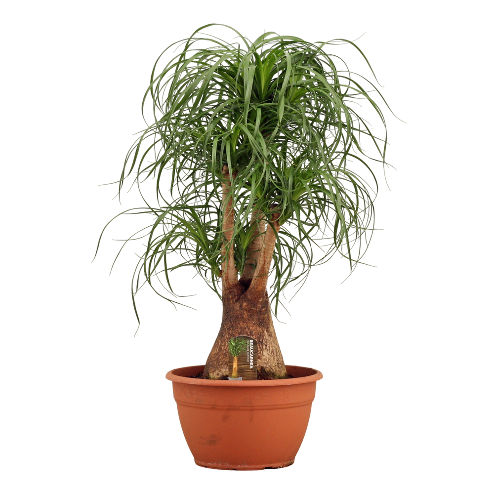 Beaucarnea vertakt 30 cm.