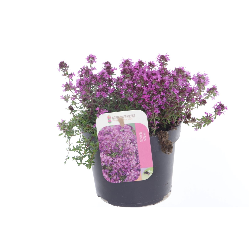 Thymus praecox Red Carpet.