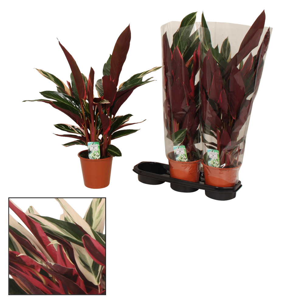 Calathea 19cm Triostar (Stromanthe).