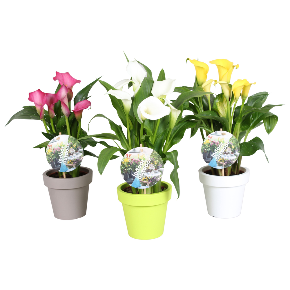 Zantedeschia gemengd Calla mix in Lofly pot.
