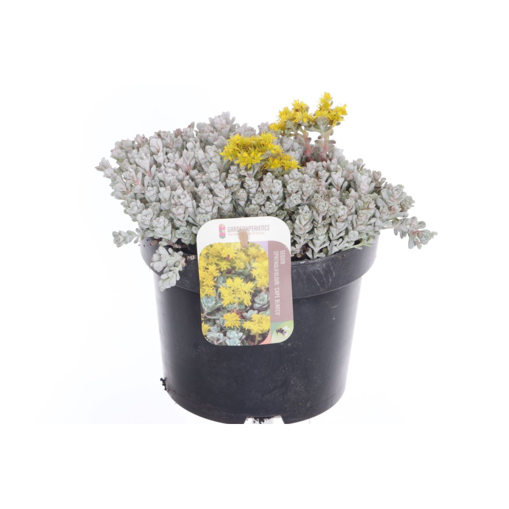 Sedum spath. Cape Blanco.