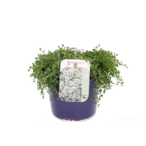 Thymus praecox Albiflorus.