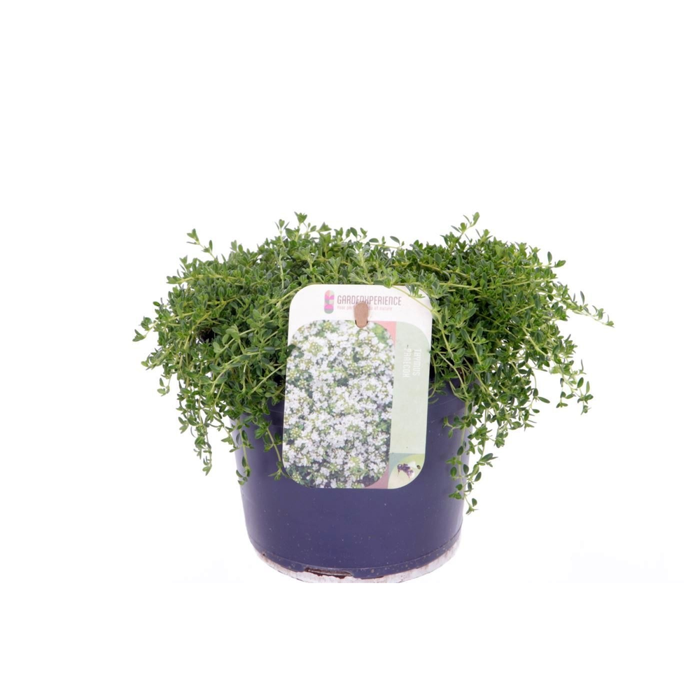 Thymus praecox Albiflorus.