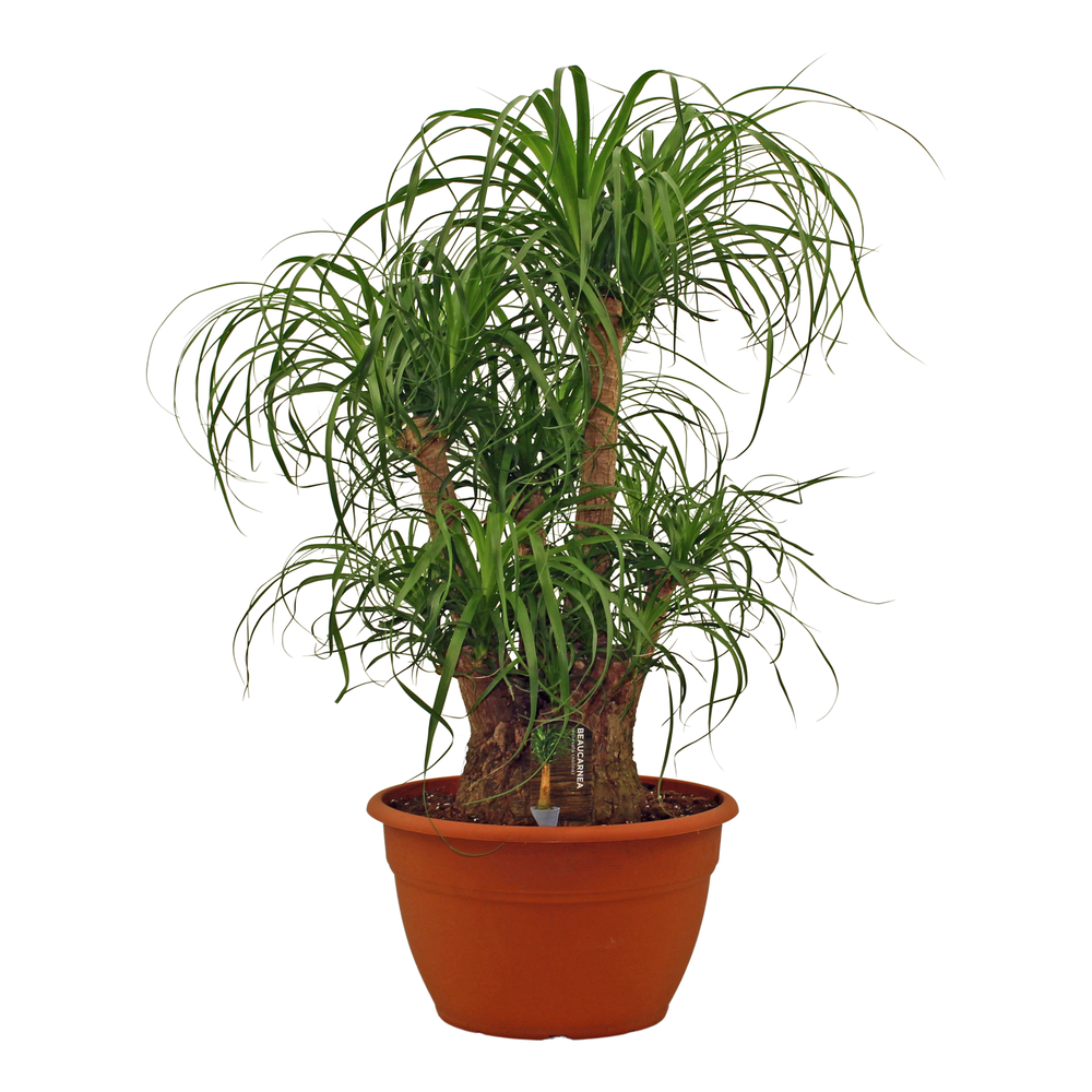 Beaucarnea vertakt 35 cm.