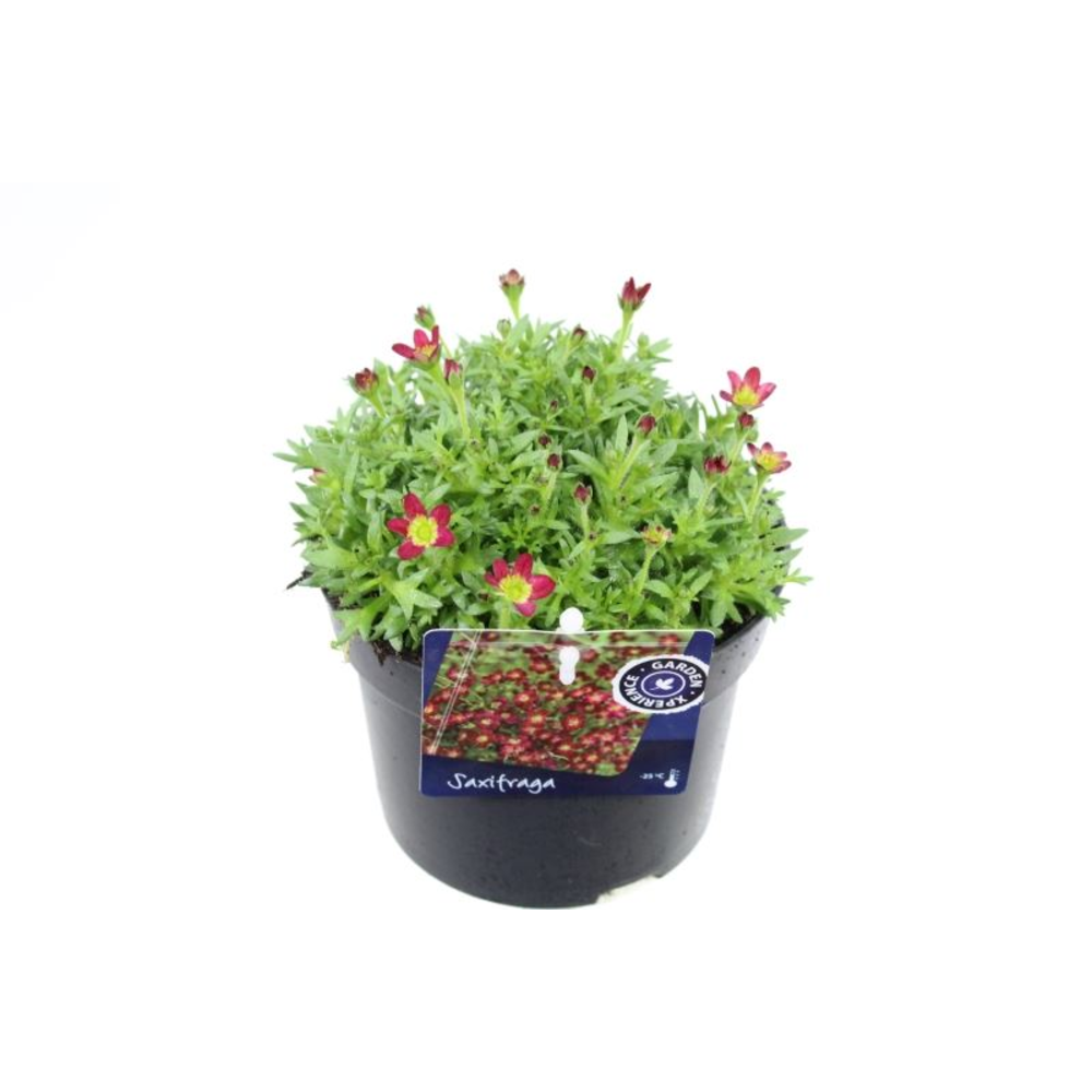 Saxifraga Alpino red.