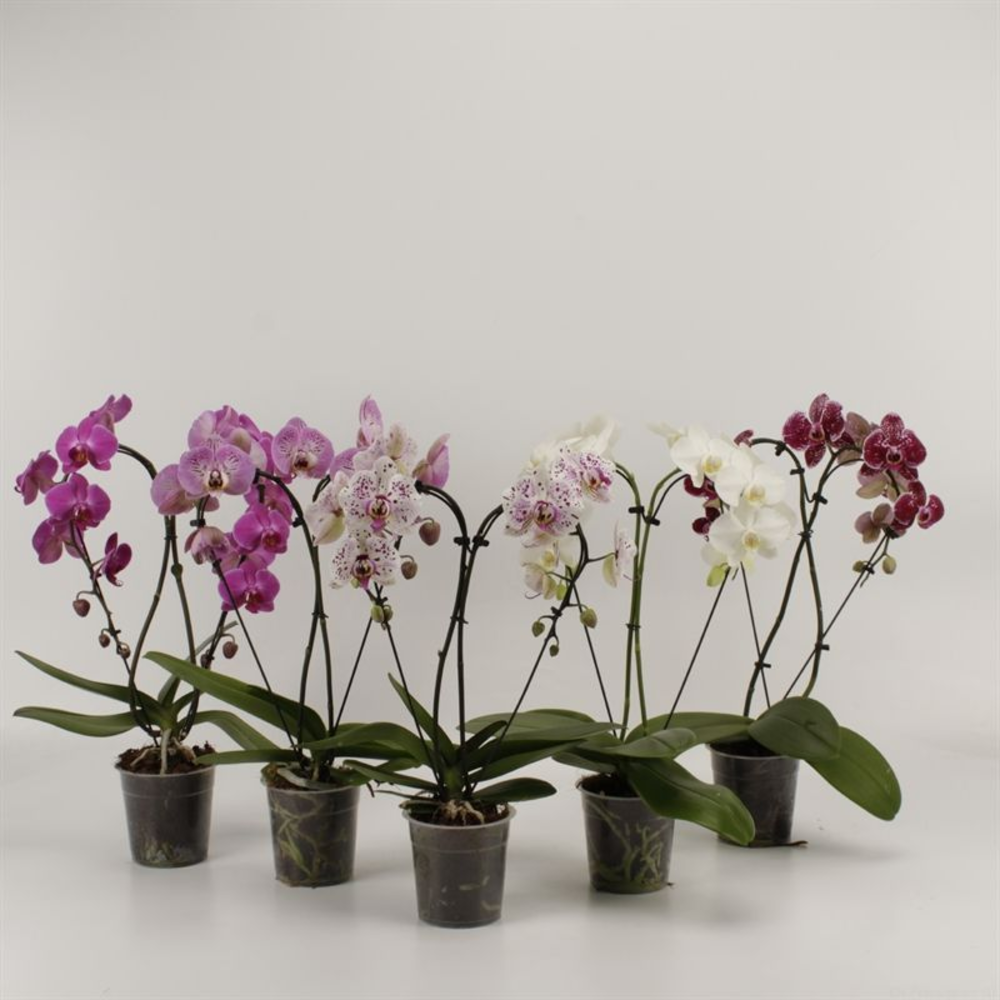 Phalaenopsis overig Hearts gemengd.