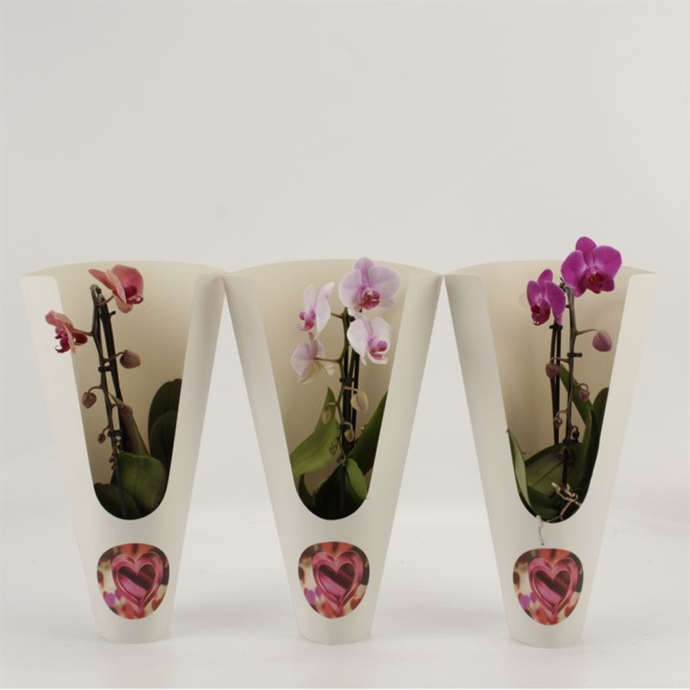 Phalaenopsis Elegant Cascade Unoboga gemengd in Ce.