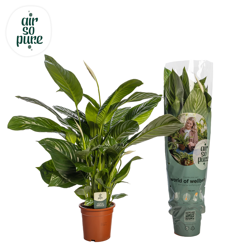 Spathiphyllum 'Isabella' ASP.