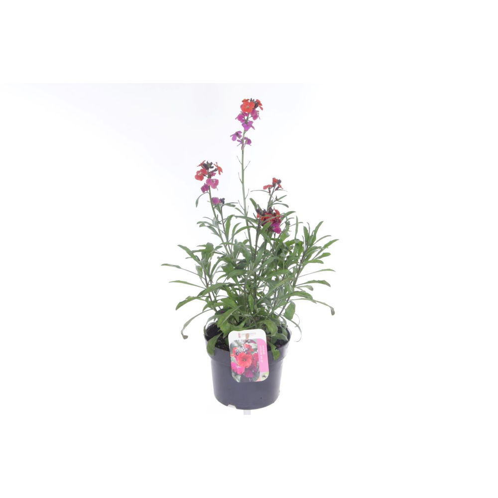 Erysimum lin. Red Jep.