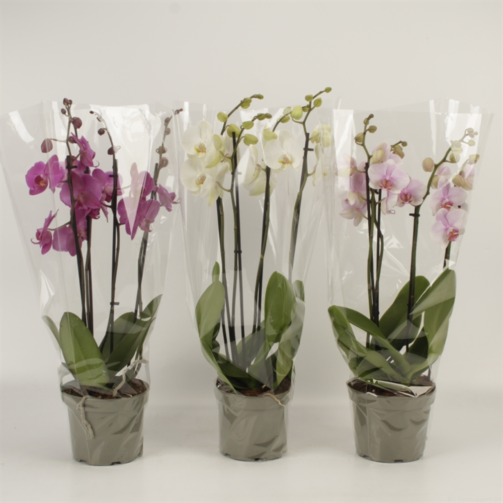 Phalaenopsis gemengd 4 tak gemengd in grijze kweek.