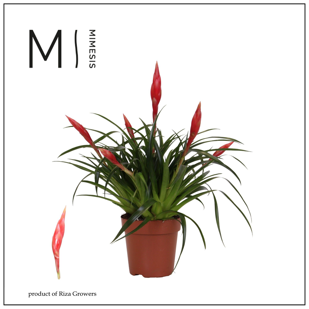Mimesis Multiflower Astrid - 12 cm.