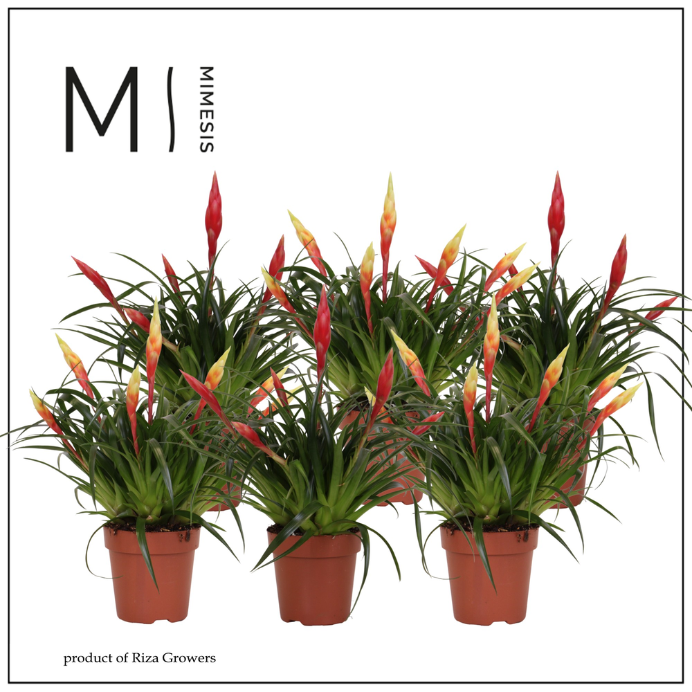 Mimesis Multiflower mix - 12 cm.