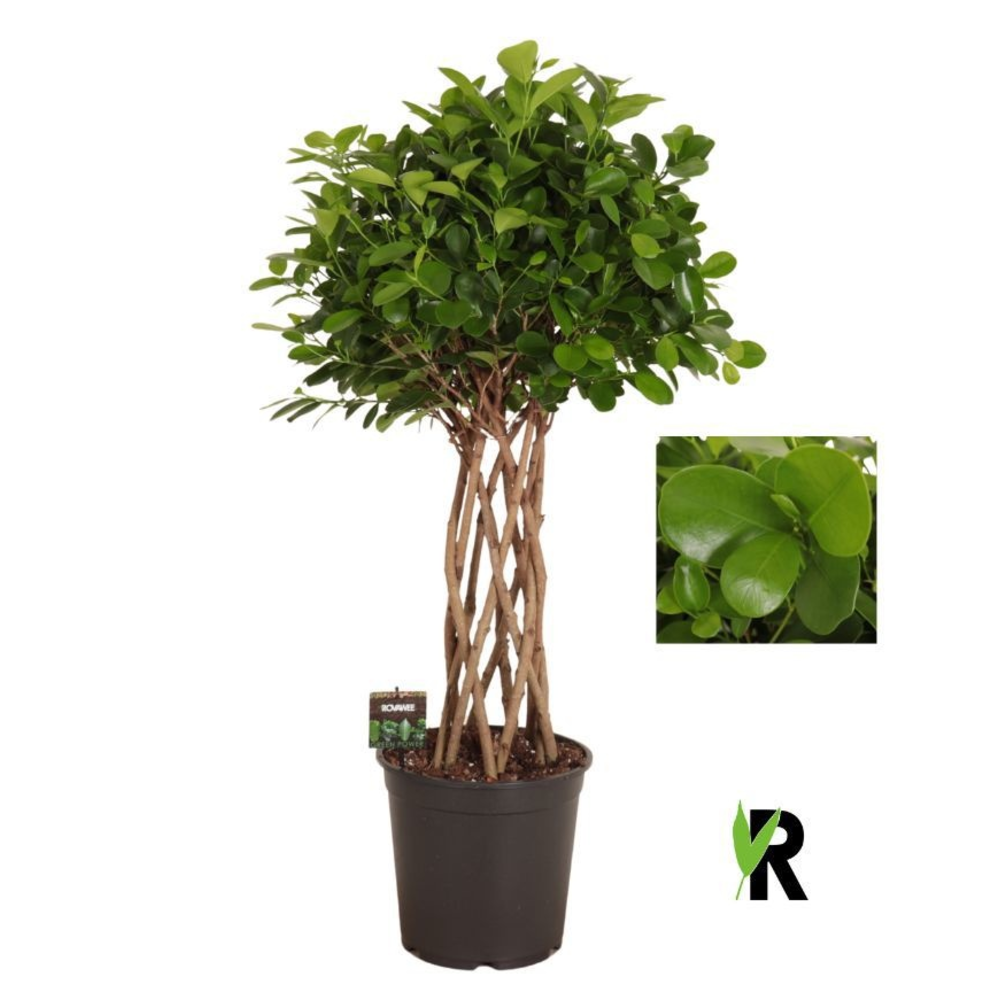 Ficus micr. Moclame gevlochten cilinder.