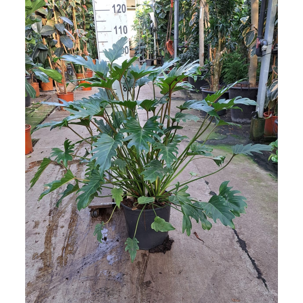 Philodendron Xanadu Bush.