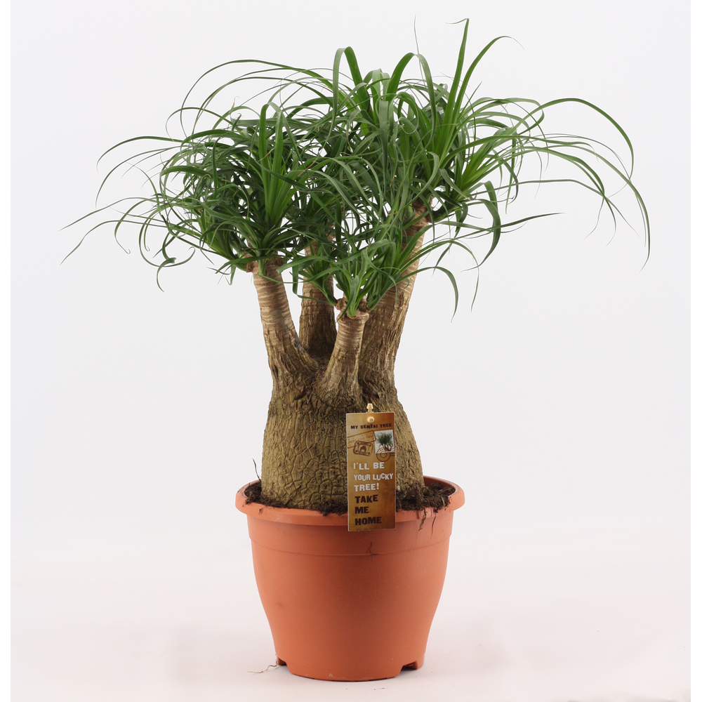 Beaucarnea vertakt 23 cm.