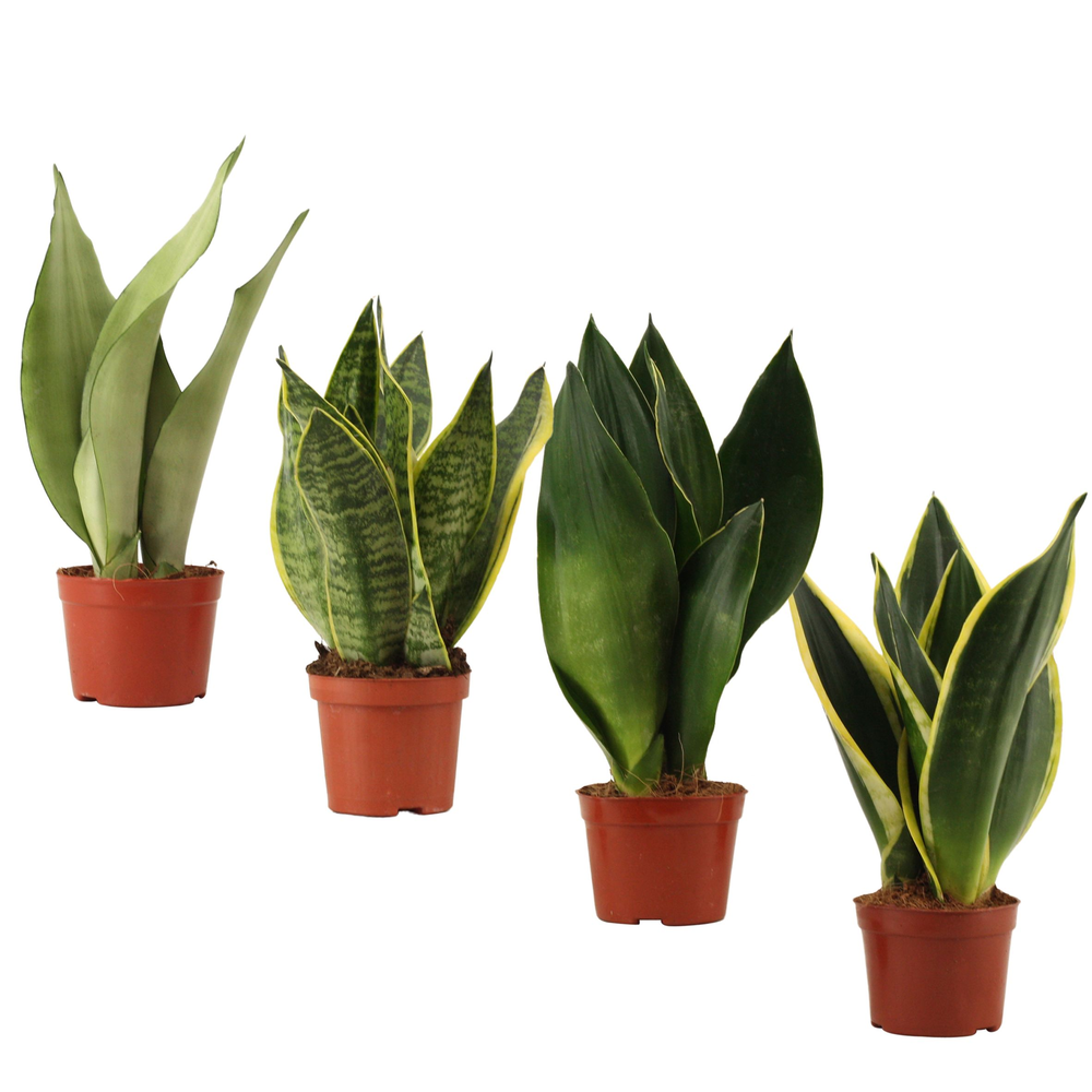 Sansevieria Super mix 9 cm.