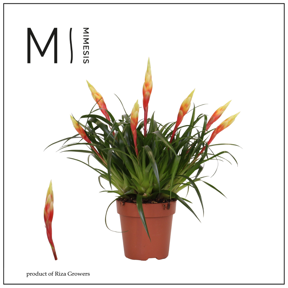 Mimesis Multiflower Shannon - 12 cm.