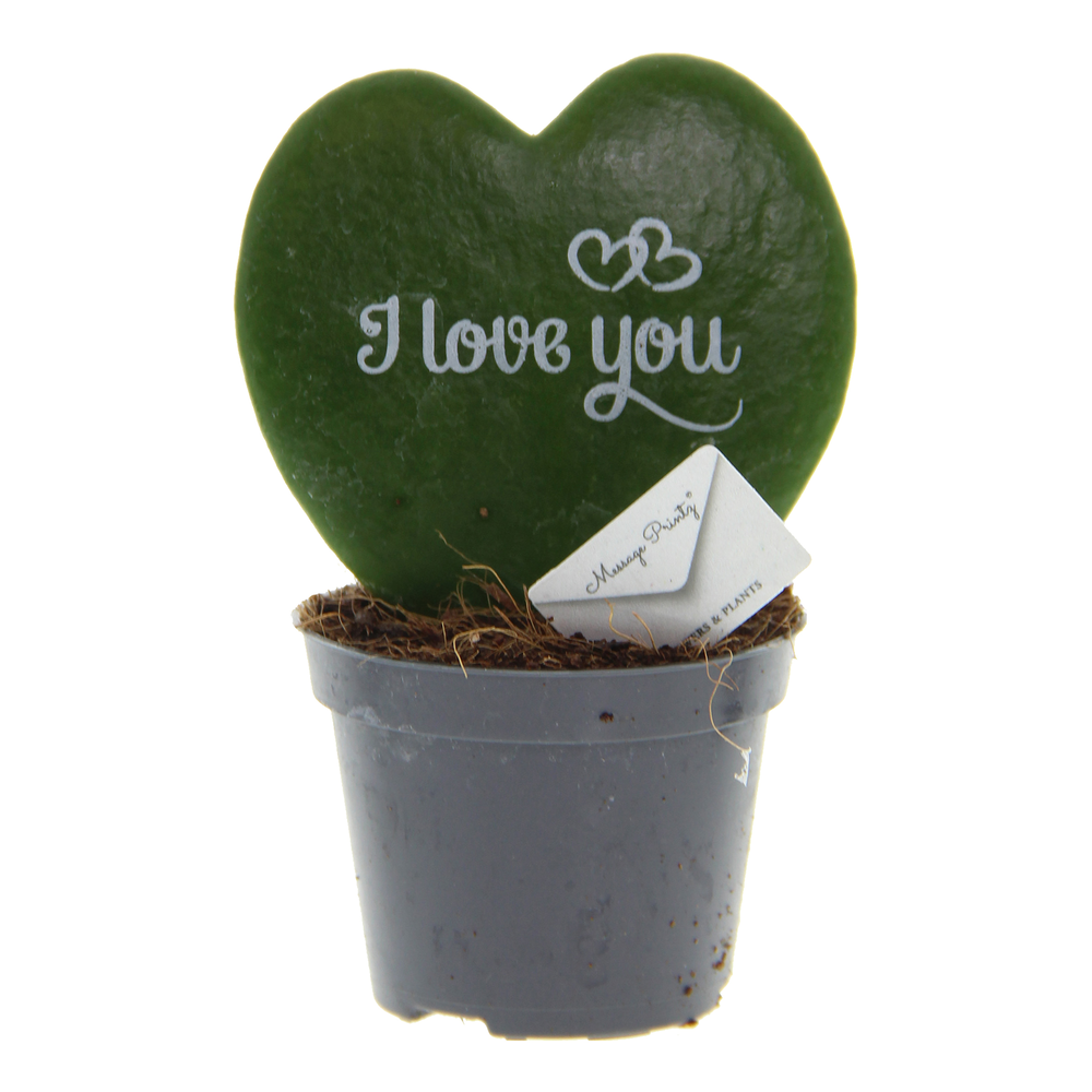Hoya Kerrii 6 cm Message Printz - I Love You.