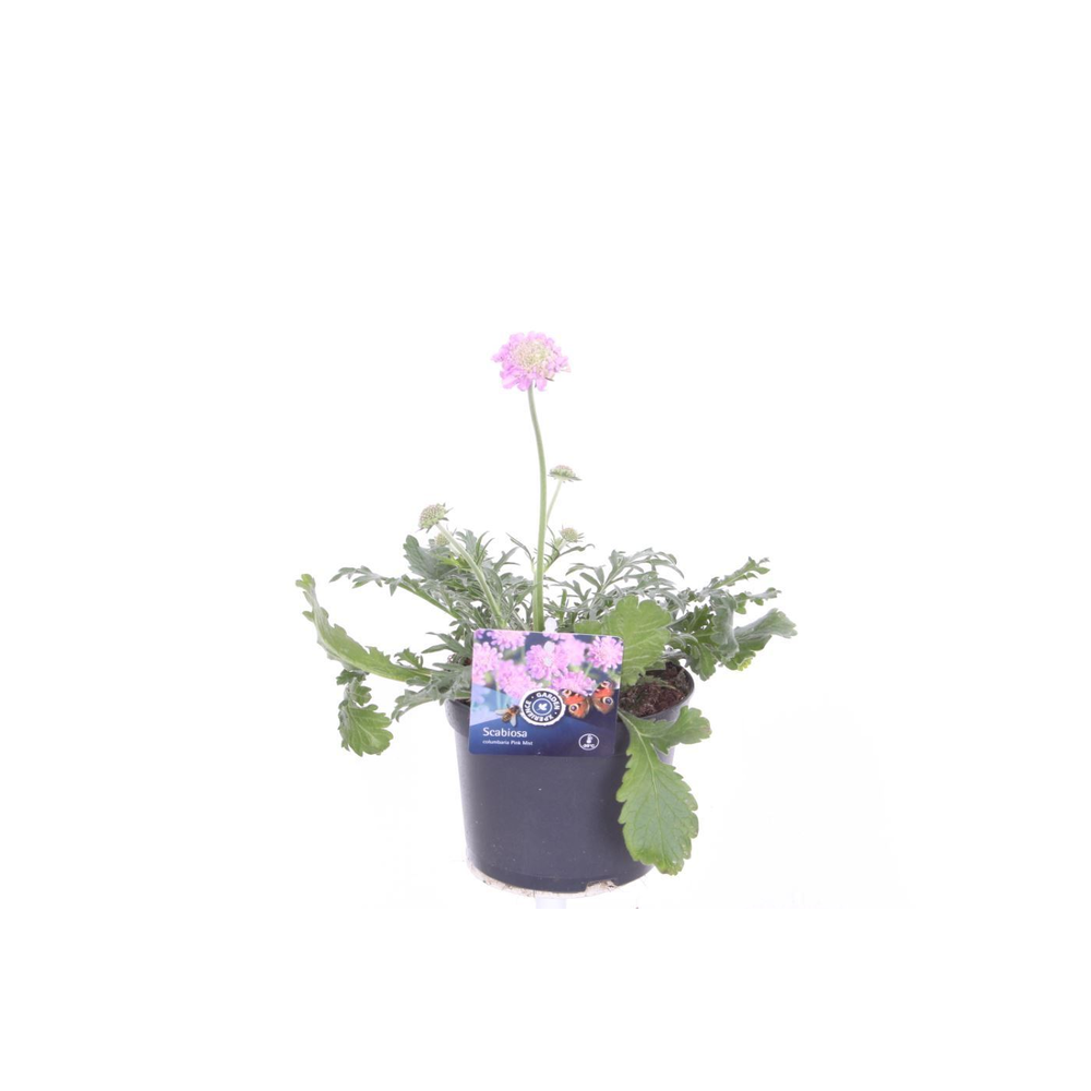 Scabiosa columbaria Pink Mist.