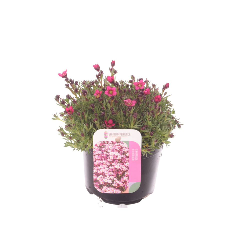 Saxifraga Alpino Rose.