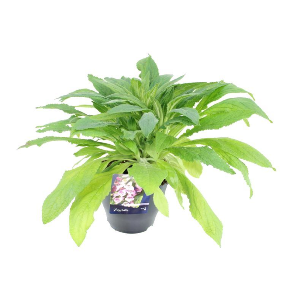 Digitalis purpurea William Purple.