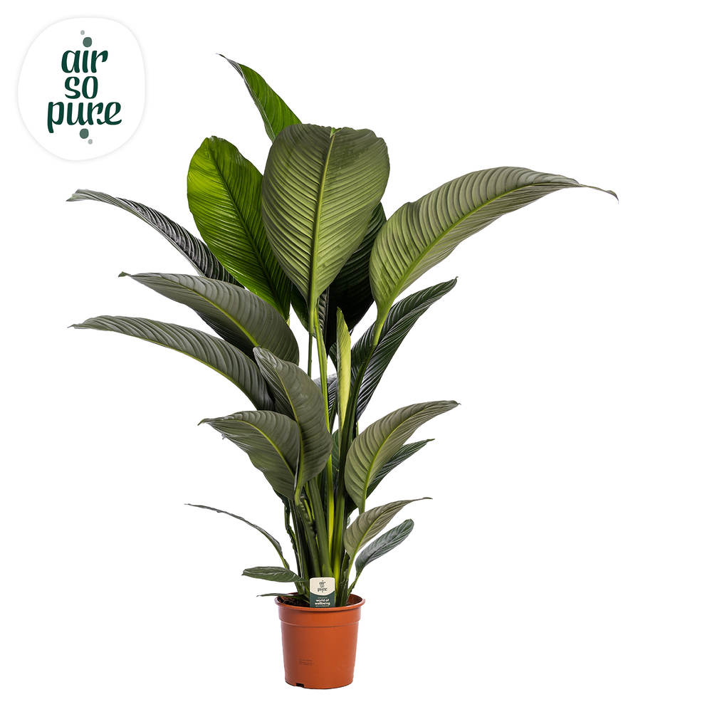 Spathiphyllum 'Sensation' ASP Zonder Bloem.