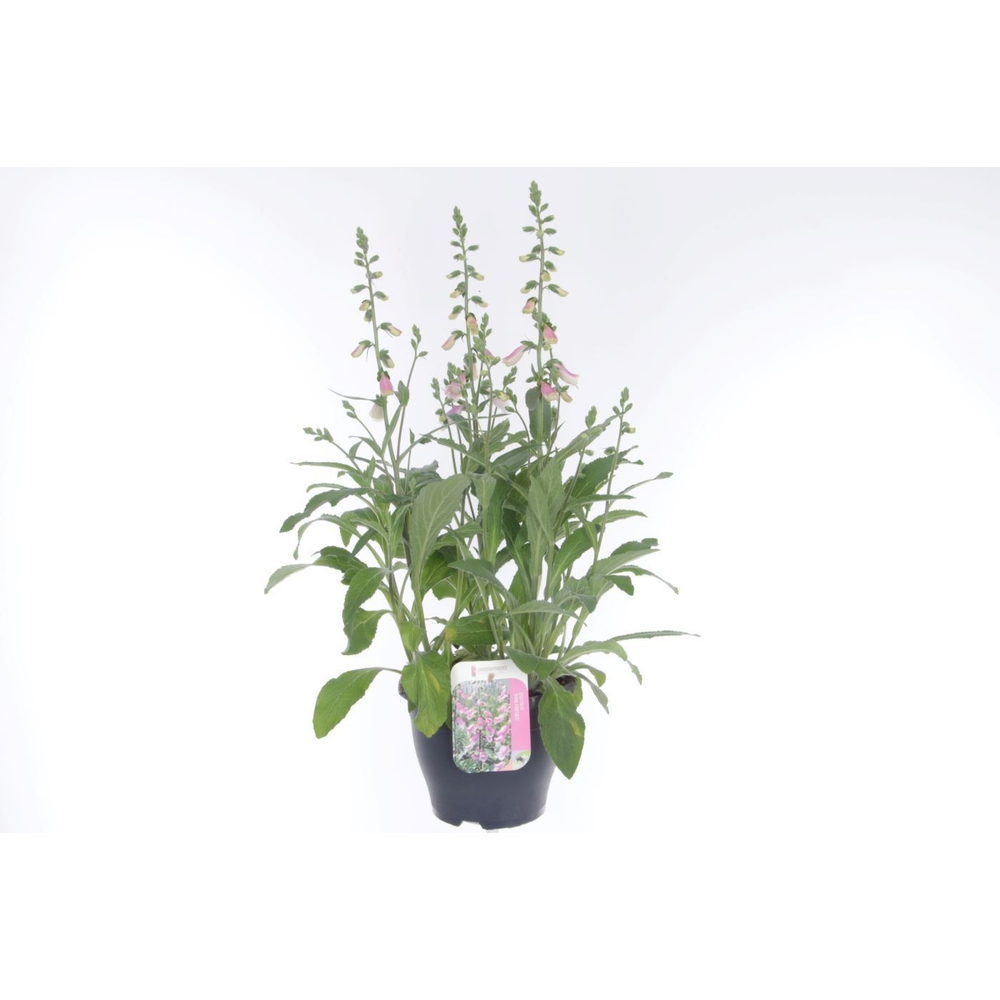 Digitalis purp. William Early Rose.