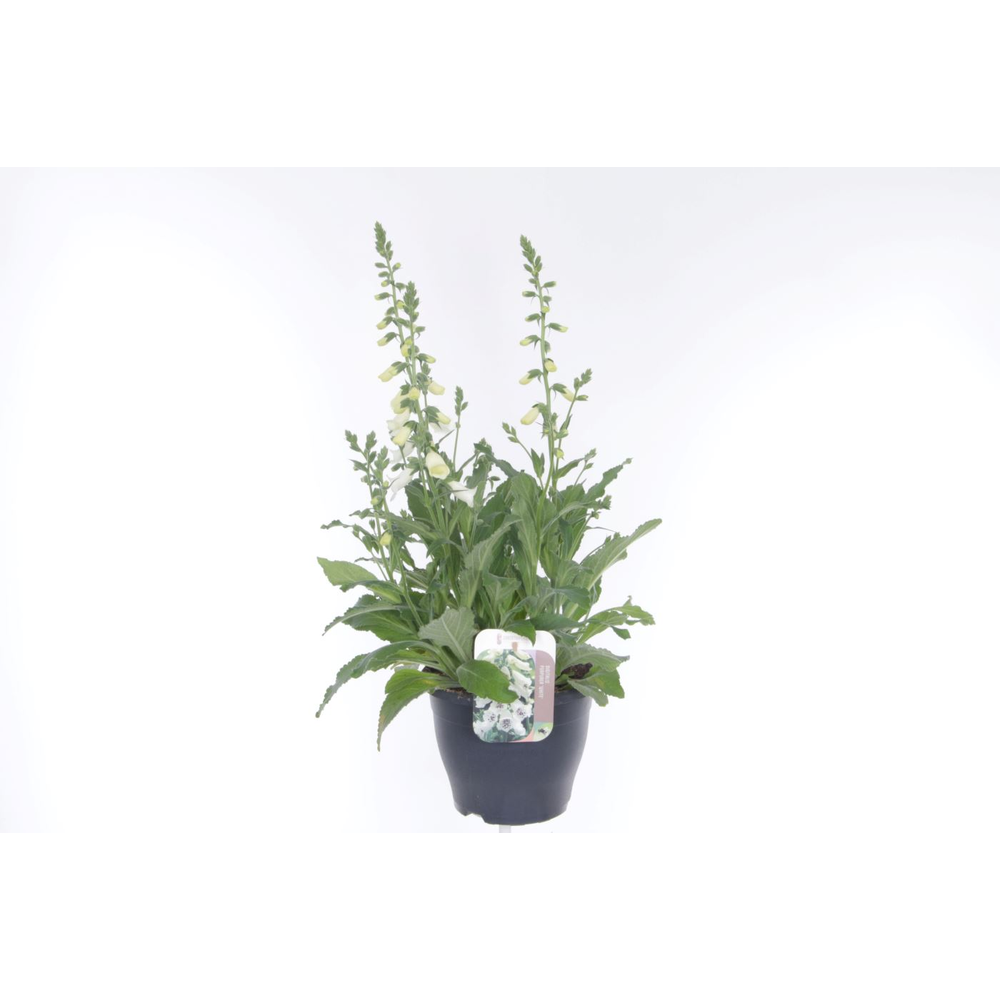 Digitalis purpurea William White.