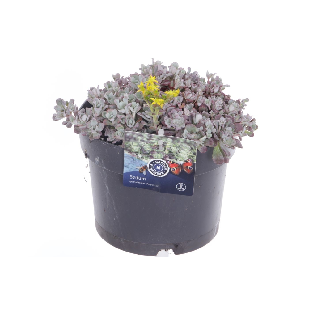 Sedum spath. Purpureum.