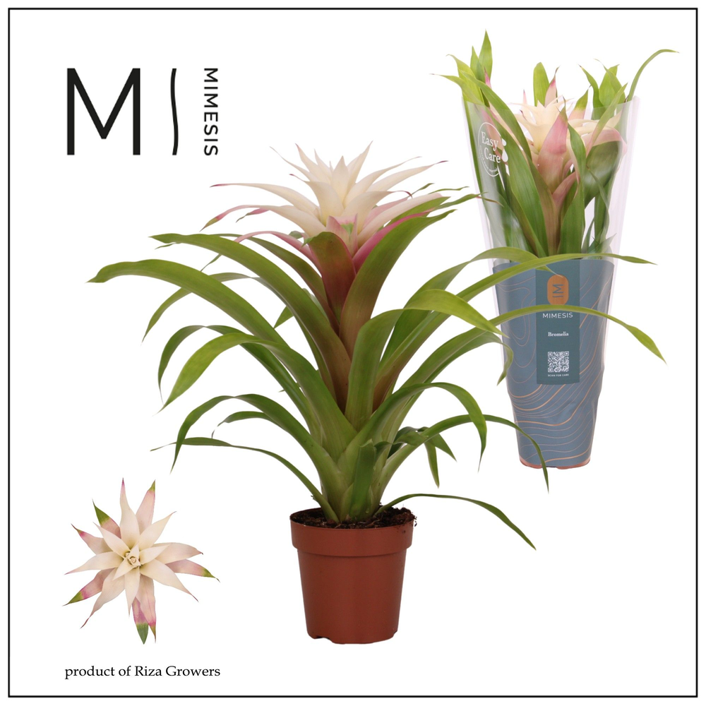 Mimesis Guzmania Deseo Magical white 12 cm.