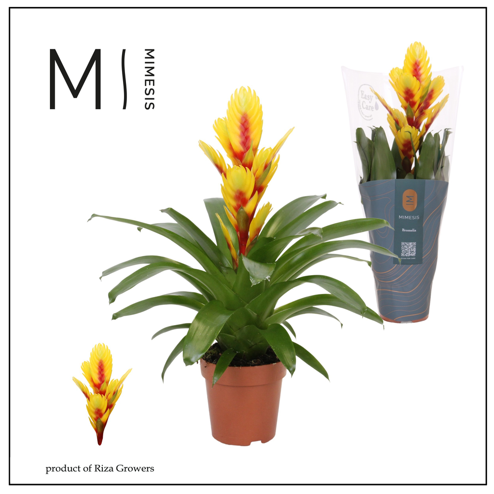 Mimesis Vriesea Intenso Yellow Flame - 12 cm.