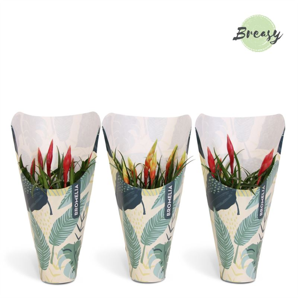 Multiflower Mix Jungle kraft.