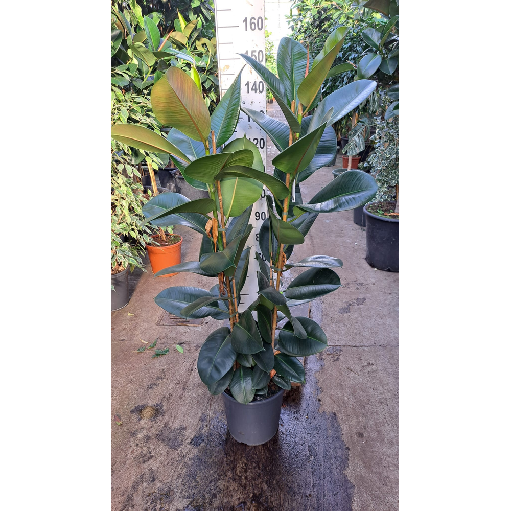 Ficus robusta 2 toef 140.