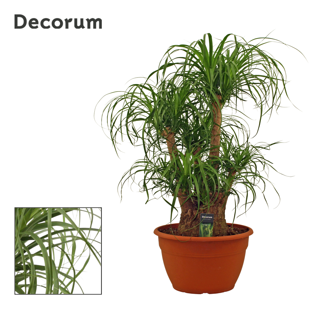 Beaucarnea vertakt 35 cm (Decorum).