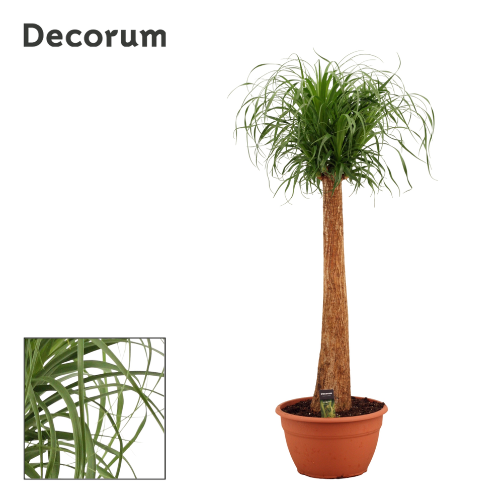 Beaucarnea recht 35 cm (Decorum).