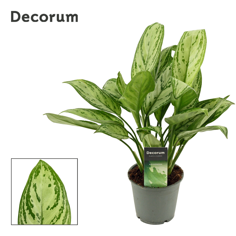 Aglaonema Christina 12 cm (Decorum).