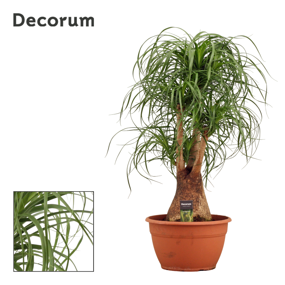 Beaucarnea vertakt 30 cm (Decorum).