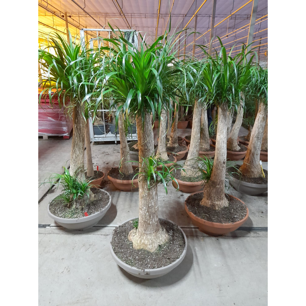 Beaucarnea recht 80 cm (Decorum).