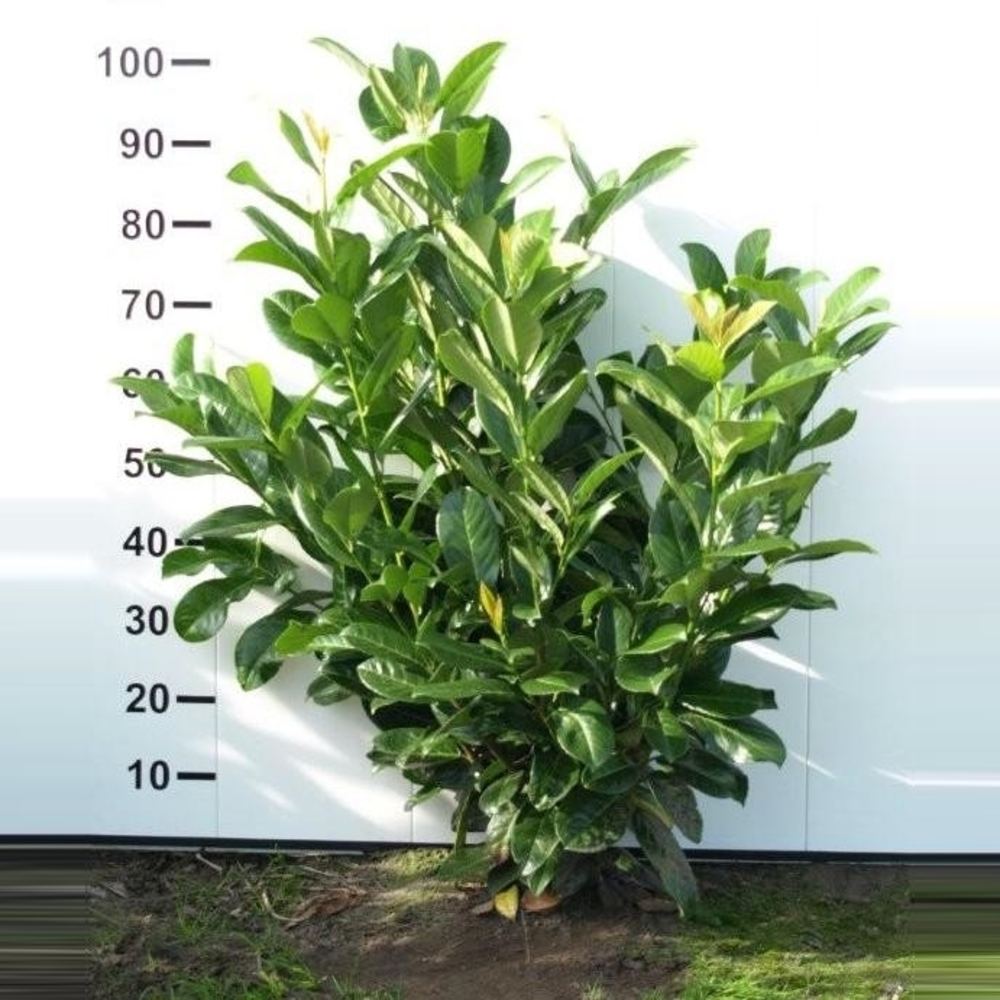 Prunus laurocerasus 'Rotundifolia'.