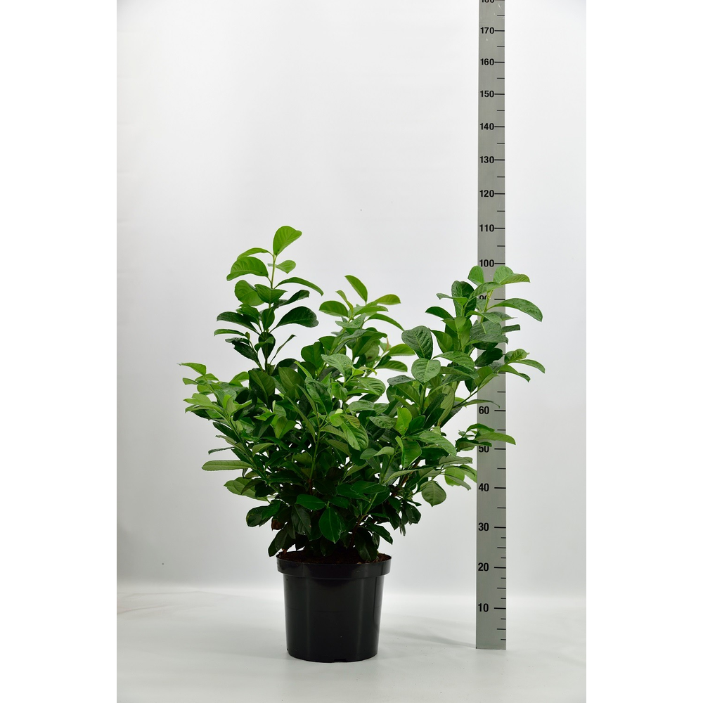 Prunus laurocerasus 'Etna'®.